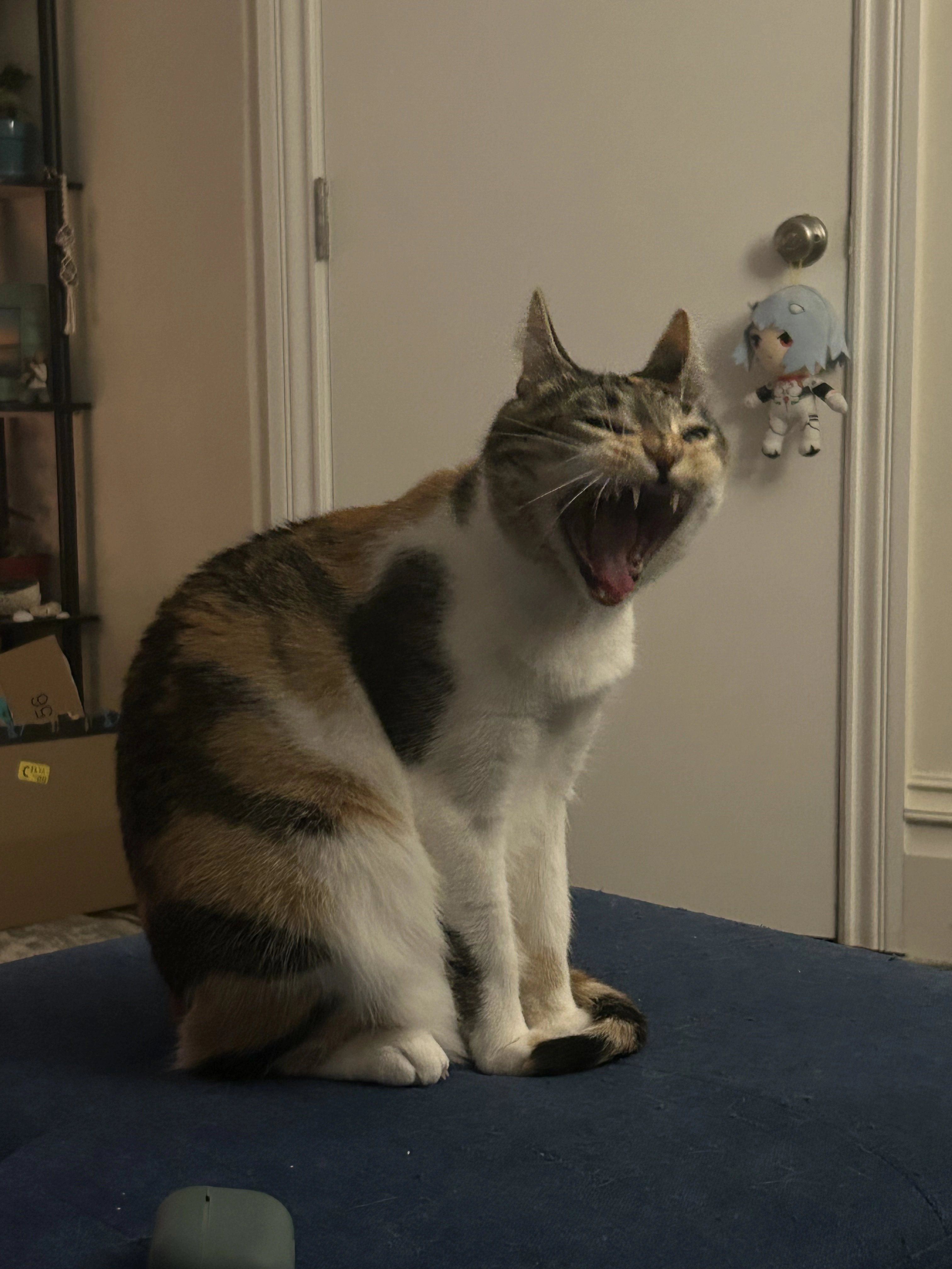 Picture of my cat pumpkin